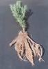 3lb SoilMoist Fines Bare Root Dip Make 120 Gallons Gel Plant Tree Packing Medium gallery