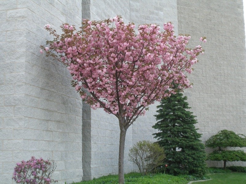 Kwanzan Flowering Cherry 2 trees gallery
