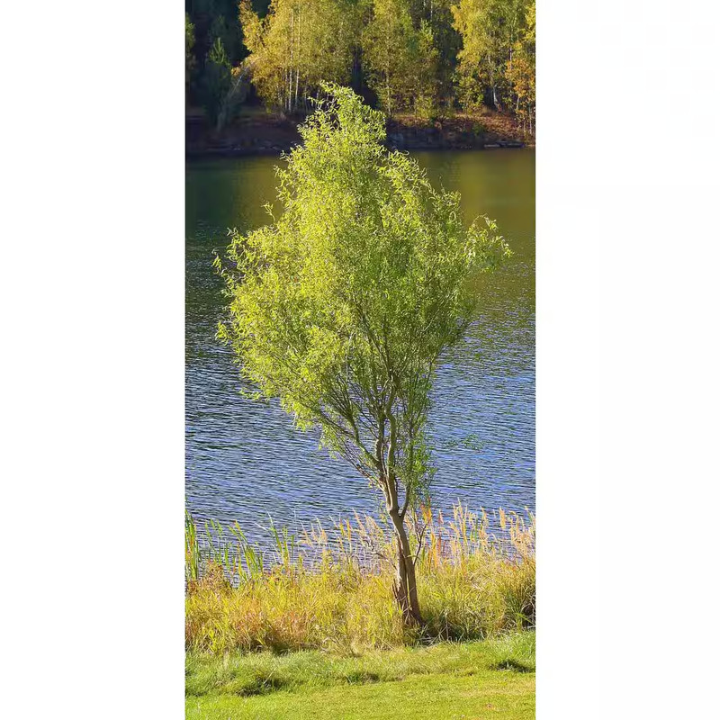 3 Ft. - 4 Ft. Tall Bare-Root Corkscrew Willow Tree gallery