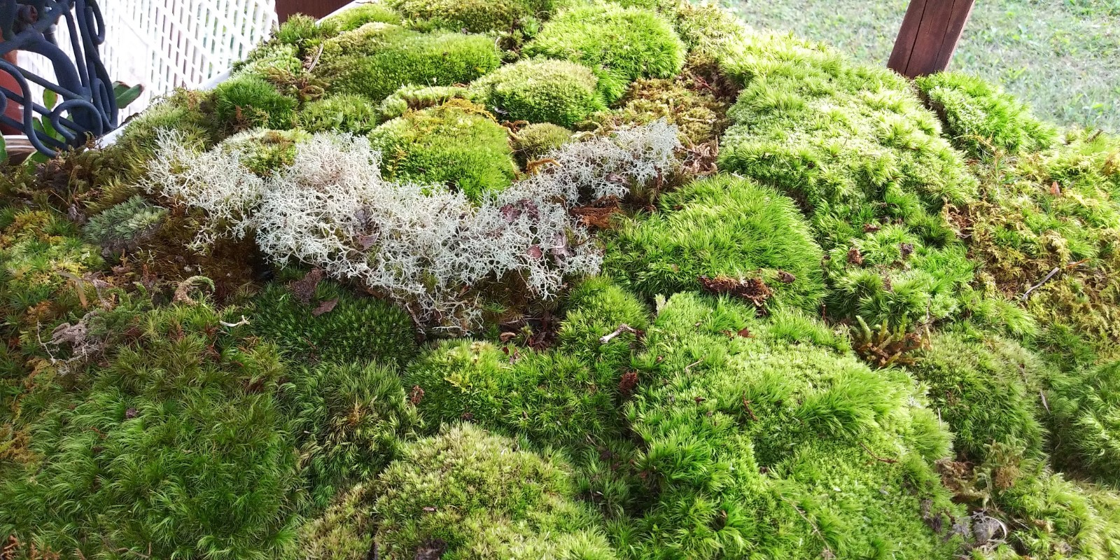[4] Gal. Live Mood / Sheet / Fern Moss – Terrariums, Vivariums, Fairy Gardens gallery