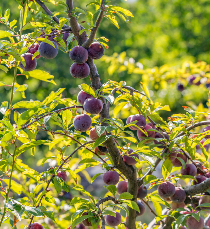 Santa Rosa Plum Tree - 2-3ft - 3Gallon - Prunus salicina - Sweet Juicy Plum Tree gallery