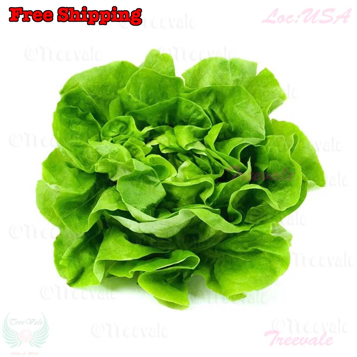 Buttercrunch Butterhead Lettuce Seeds - Early Green | Butter head Lettuce Seeds gallery