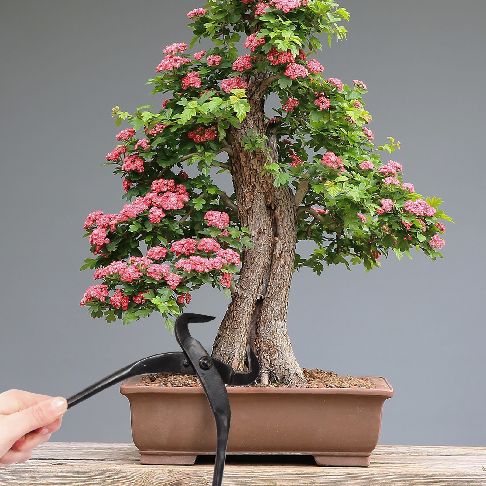 Bonsai Tree Trunk Splitters gallery