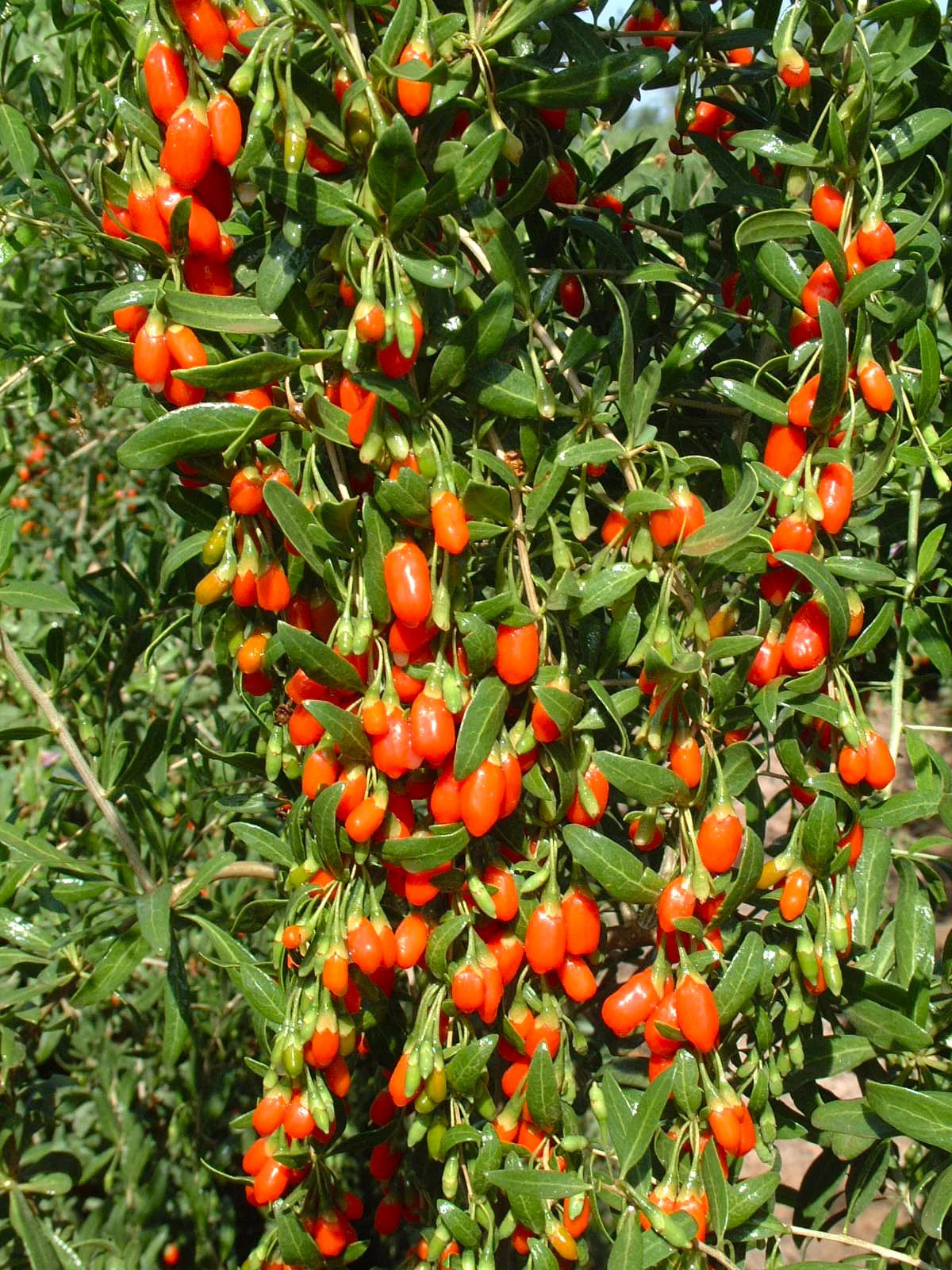 Goji Berry Tree Seeds | Lycium Wolfberry Chinese Fruit Seeds 2024 Free Shipping gallery