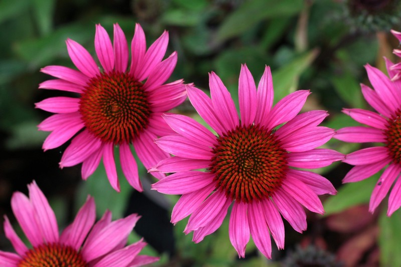 1000 Bulk BRIGHT STAR CONEFLOWER Echinacea Purpurea Bright Pink Flower Seeds gallery
