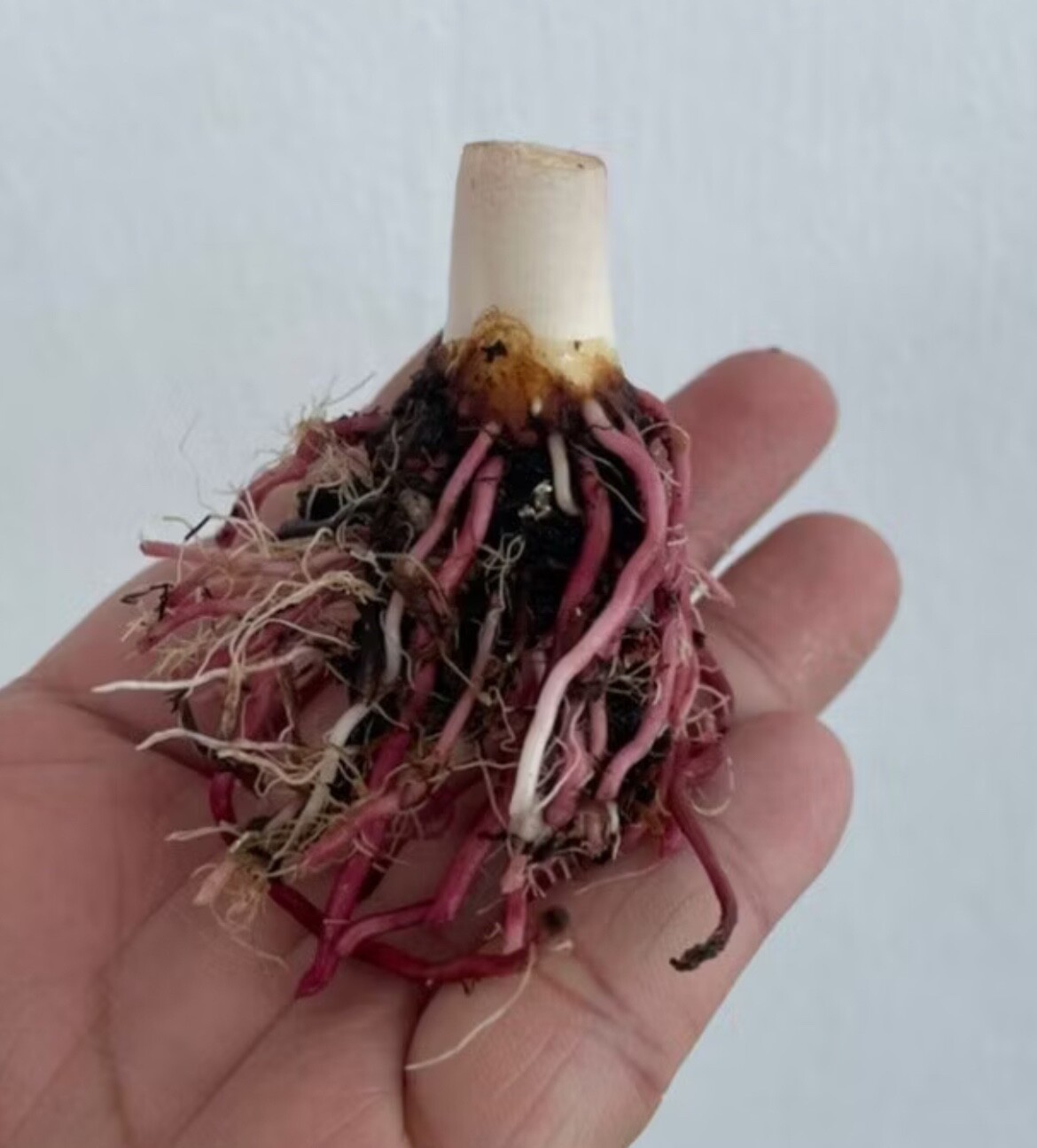 AUTHENTIC Colocasia Morning Star 1 bulb gallery