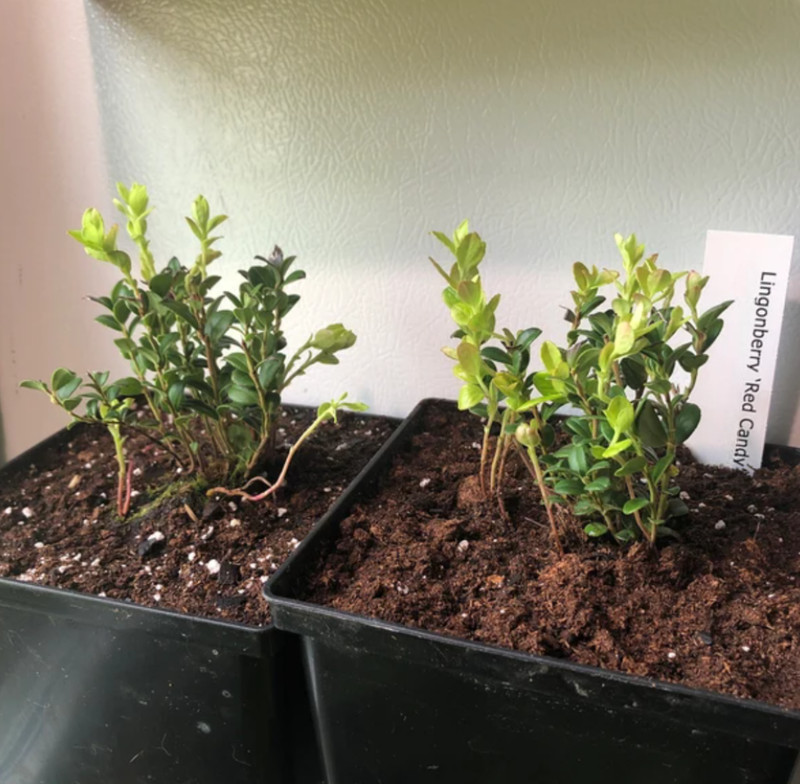 Lingonberry 'Red Candy' – Compact Edible Ground Cover – Fruiting Shrub gallery