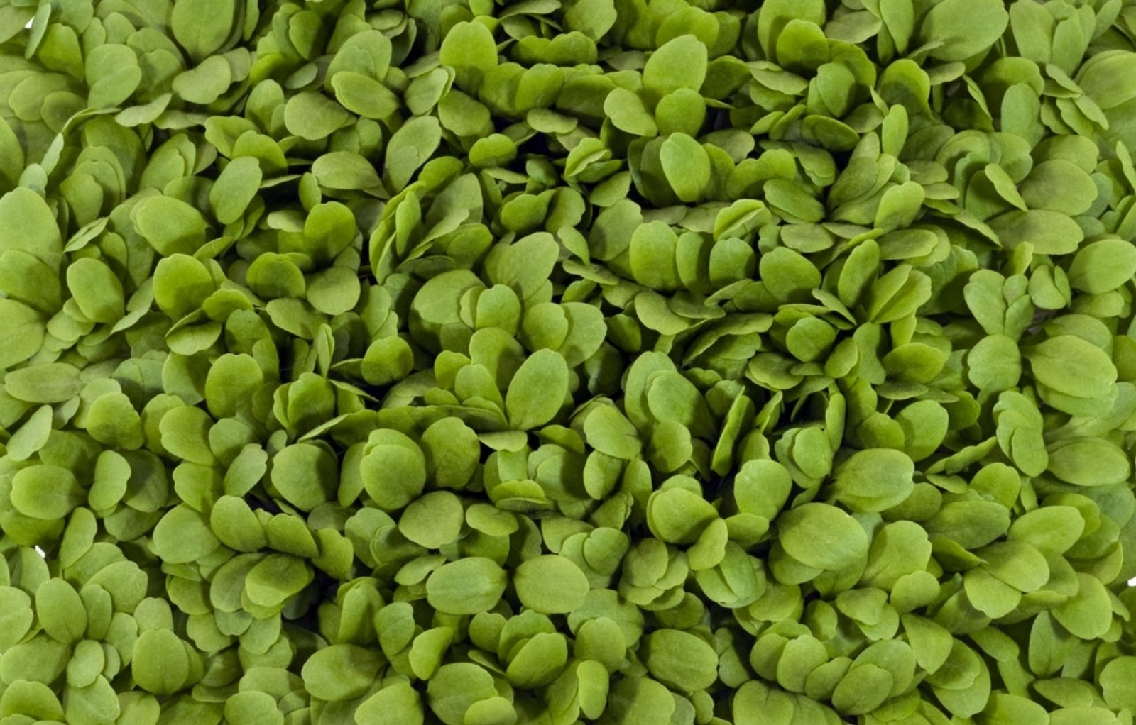 75,000+ Microgreens Seeds- Mega Assortment- Non-GMO- 7 Heirloom Varieties gallery