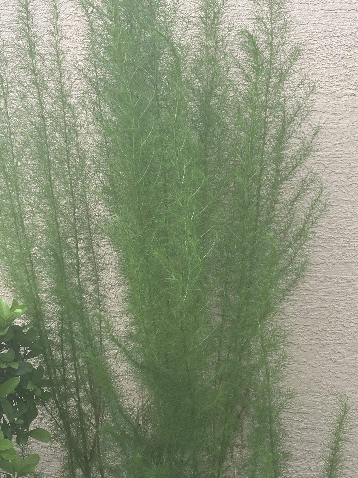 Dill Weed Dry Dill Herb High Premium Quality 100%Organic Pure Real 2 Oz, 56 Gms gallery
