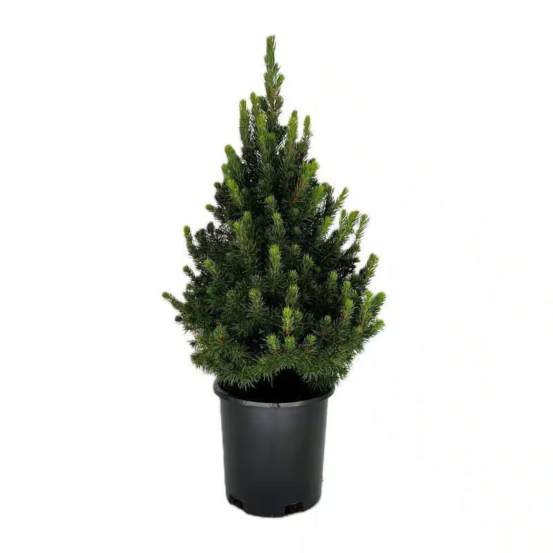 Dwarf Alberta Spruce Live Evergreen Tree 2.5 Qt Cold Hardy Outdoor Plant Shrub gallery