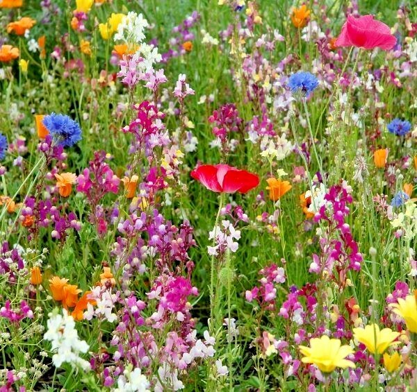 2001+POLLINATOR MIX Seeds 17 Native Wildflowers Annual Perennial Garden Easy gallery
