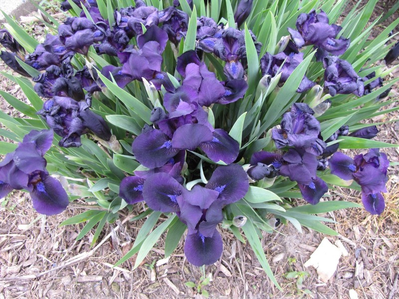10 MINI IRIS Solid Very Dark purple live plants perennial bulb Freshly Dug gallery