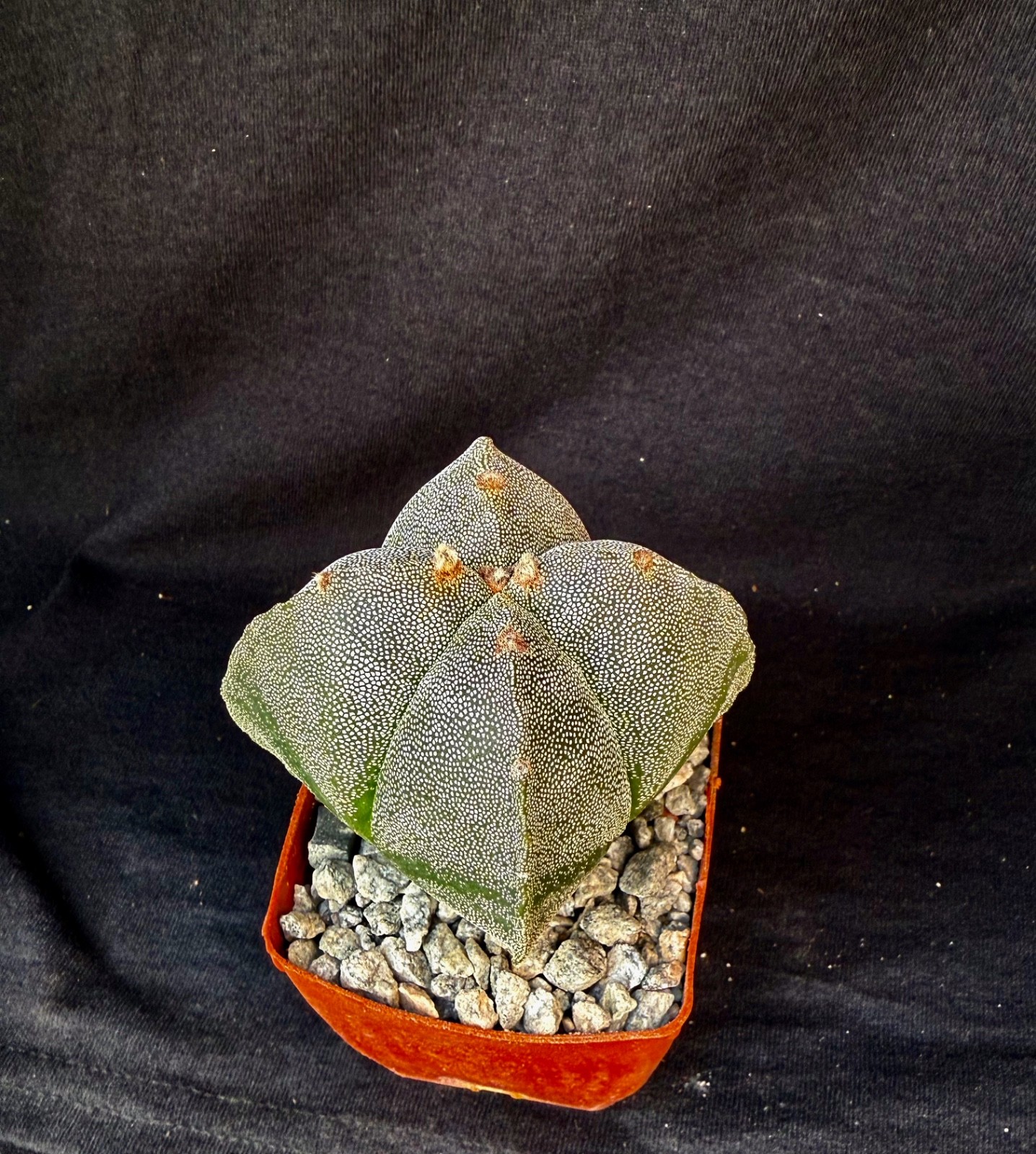 Astrophytum myriostigma v. quadricostatum, cactus plant gallery