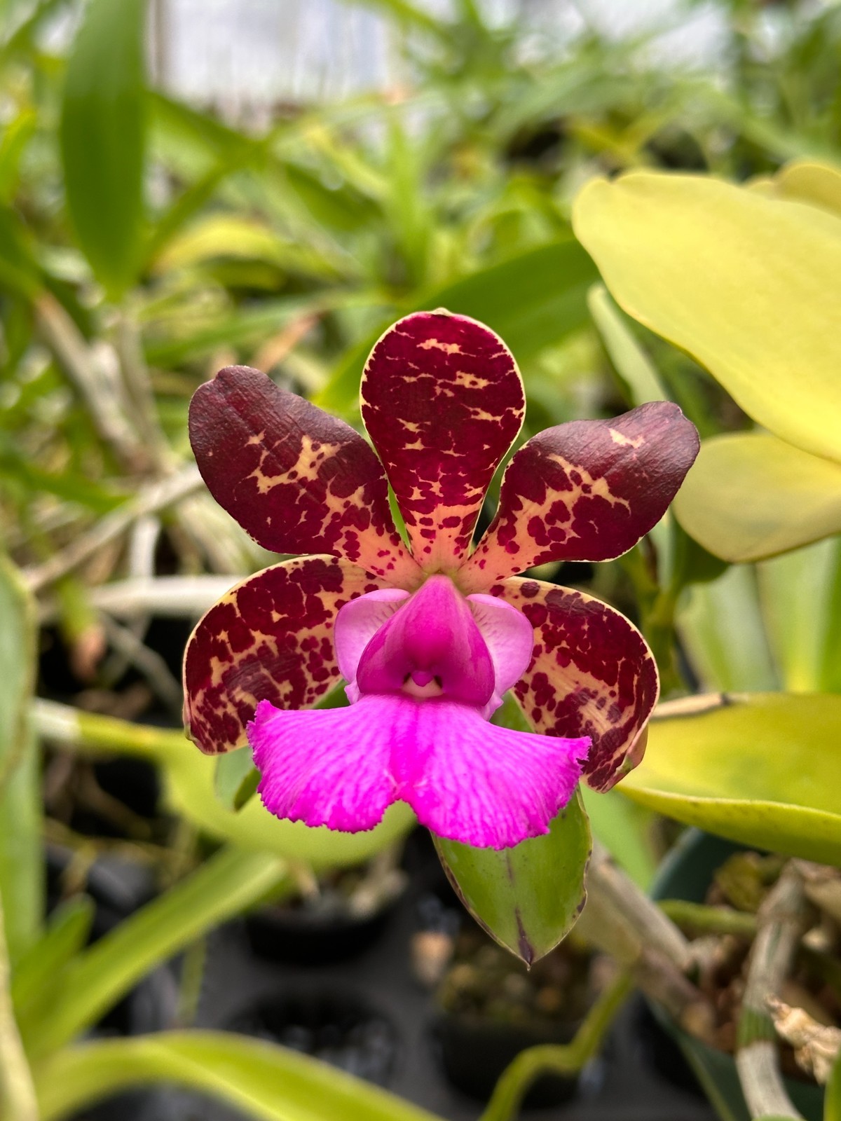 COMPACT BRAZIL CATTLEYA ORCHID SPECIES OUT OF BLOOM aclandiae 6" pot gallery