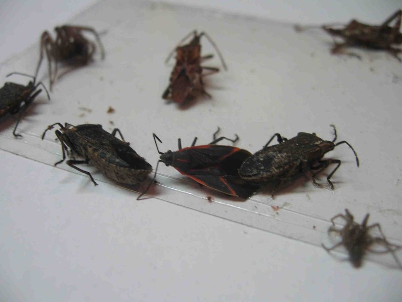 8 pk Fly Trap / Strip / Tray. Window / Floor. Catch flying, crawling insects gallery