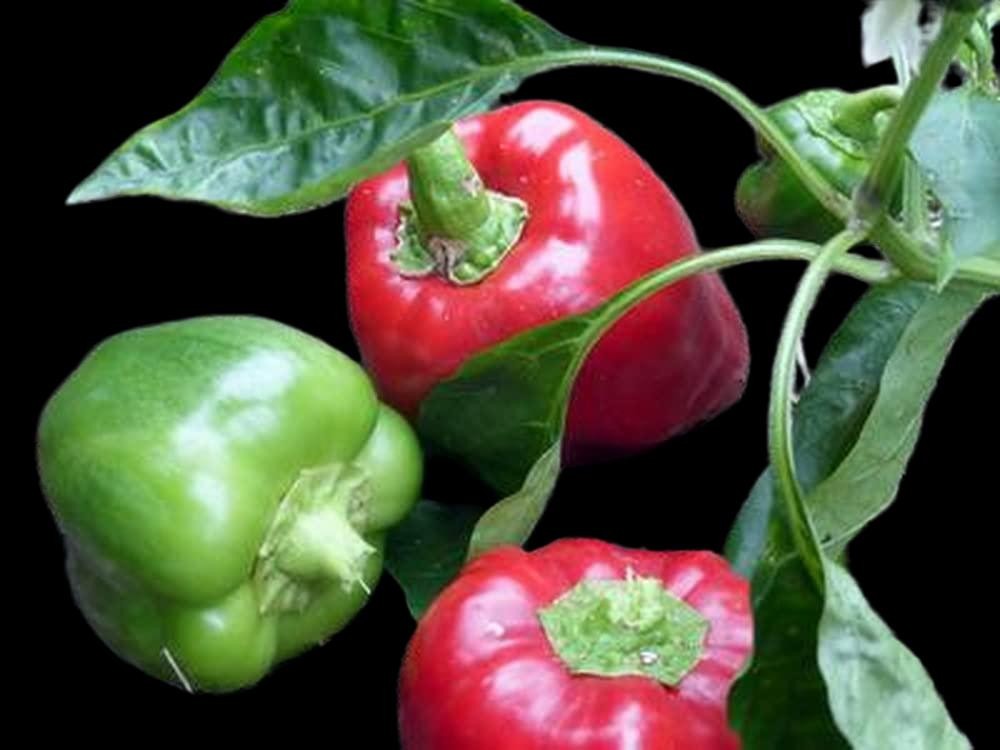 Keystone Giant Pepper Seeds Disease Resistant 15 Seeds. Free Shipping! gallery