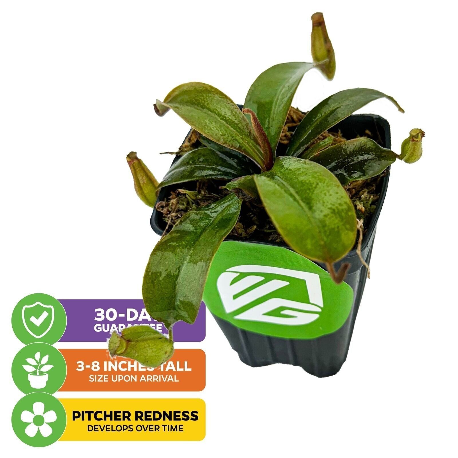 Lady Luck Carnivorous Pitcher Plant - Nepenthes ampullaria x ventricosa gallery