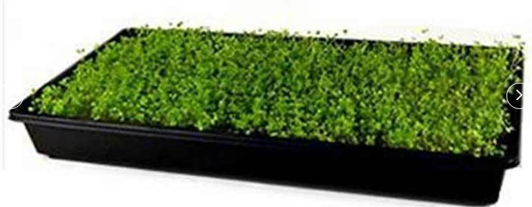BROCCOLI RAAB Spring Rapini Cool Season Microgreens Italian Non-GMO 200 Seeds gallery