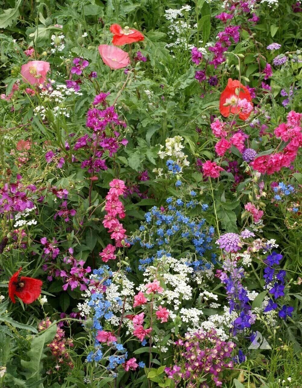 1000+ Wildflower Mix Seeds - SHADE with Perennials - Pollinators - Non-GMO gallery