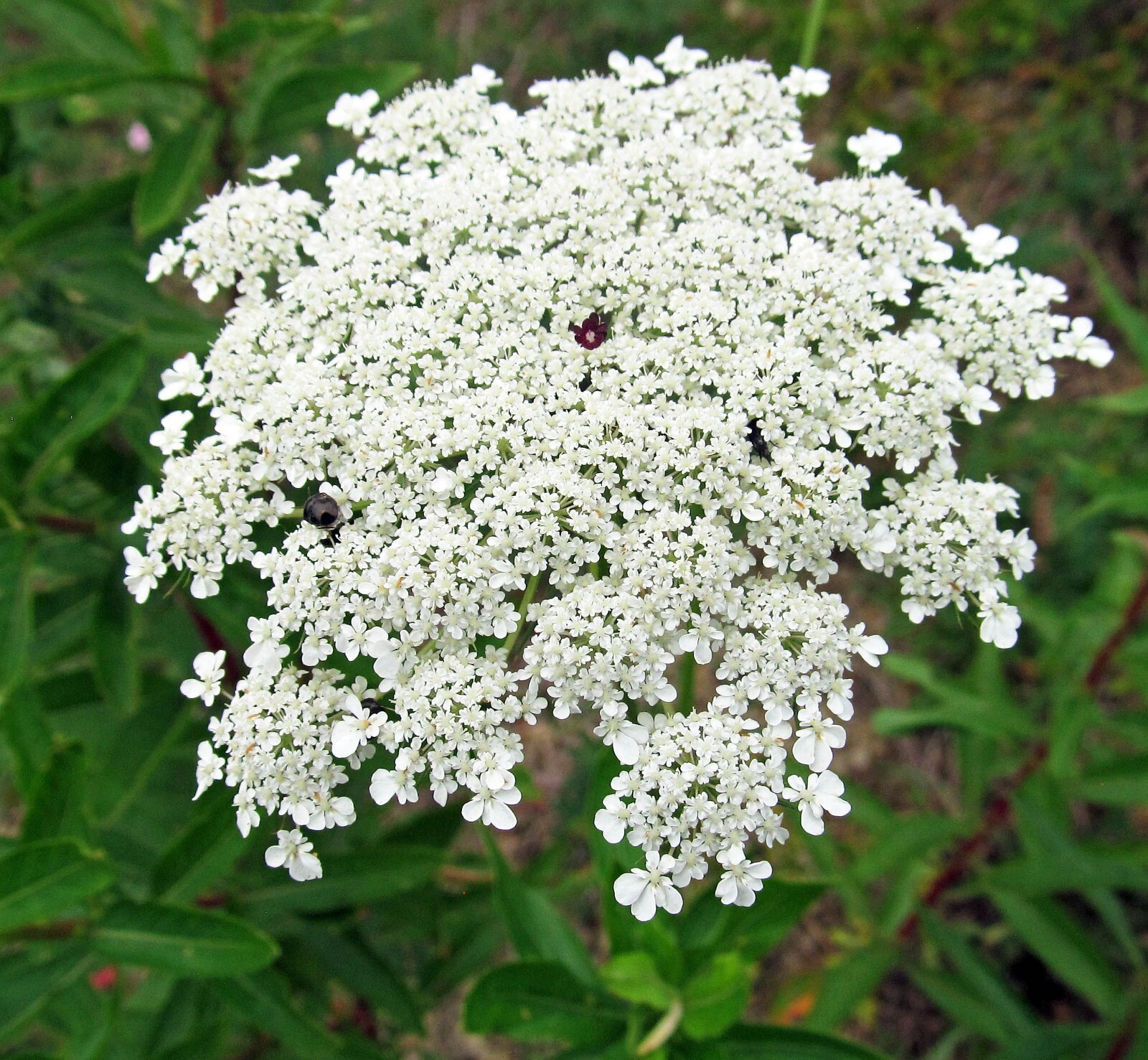 500+ Bishops Flower | False Queen Anne's Lace Seeds | Non-GMO gallery