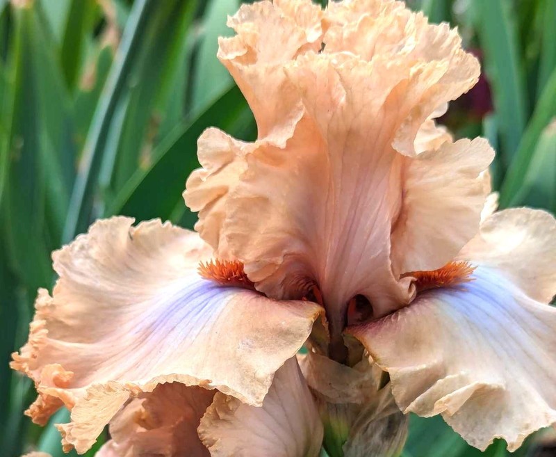 'Audacious Amber' ' TB Bearded Iris Rhizome PRE-SALE to Ship Aug/Sept gallery