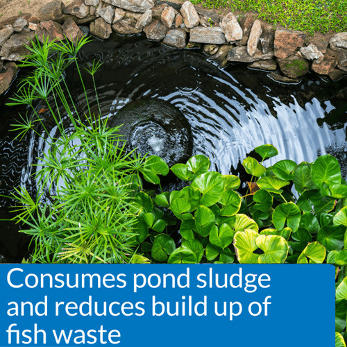 API Pond Pond-Zyme Sludge Destroyer 1lb. 146B gallery