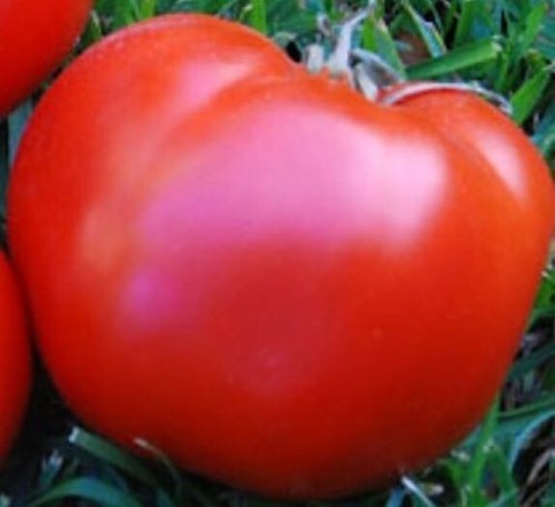 Heirloom Tomato Delicious 2 grams --500+ Seeds-- Held World Record for Size gallery
