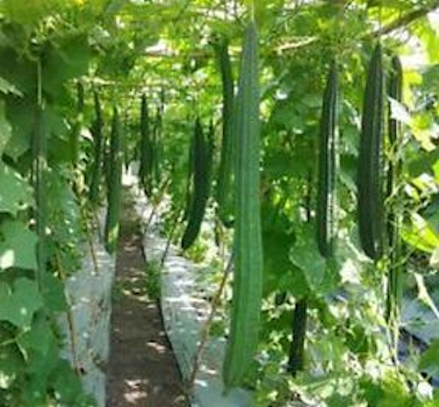 22 Ridged gourds/Angled Luffa/Chinese Okra/Sponge gourds/Luffa acutangula seeds gallery