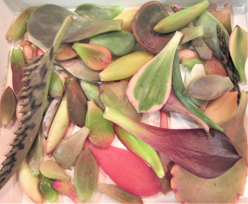 25+ TOTAL COLOR Succulent Leaf Leave Cuttings Unusual 1/4 lb. gallery