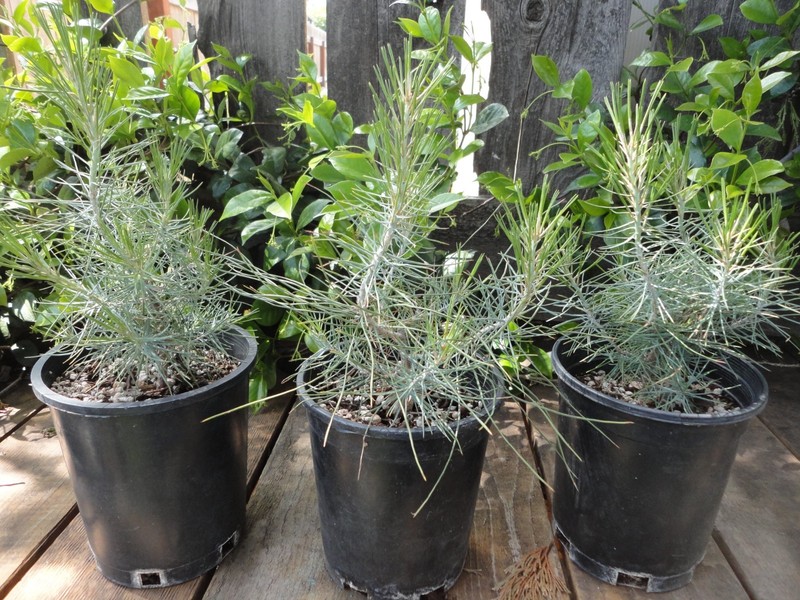 Digger Pine/Gray Pine/ Ghost Pine - Pre-Bonsai 4 year old Trees *Growers Choice* gallery