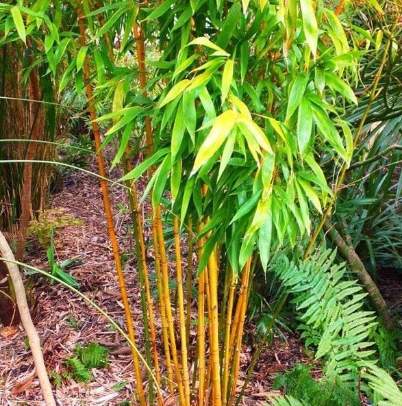 1000 PLUS Golden bamboo seeds (Phyllostachys Aurea) gallery