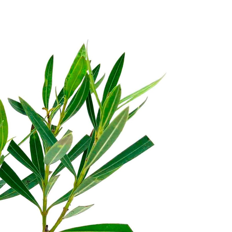 Petite Pink Dwarf Oleander (Nerium oleander ‘Petite Pink’) in 2.5" Nursery Cubes gallery