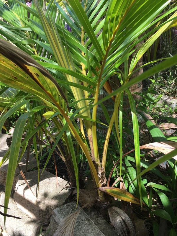 Coconut Tree Live Palm Sprouted Ready To Plant FREE SHIPPING gallery