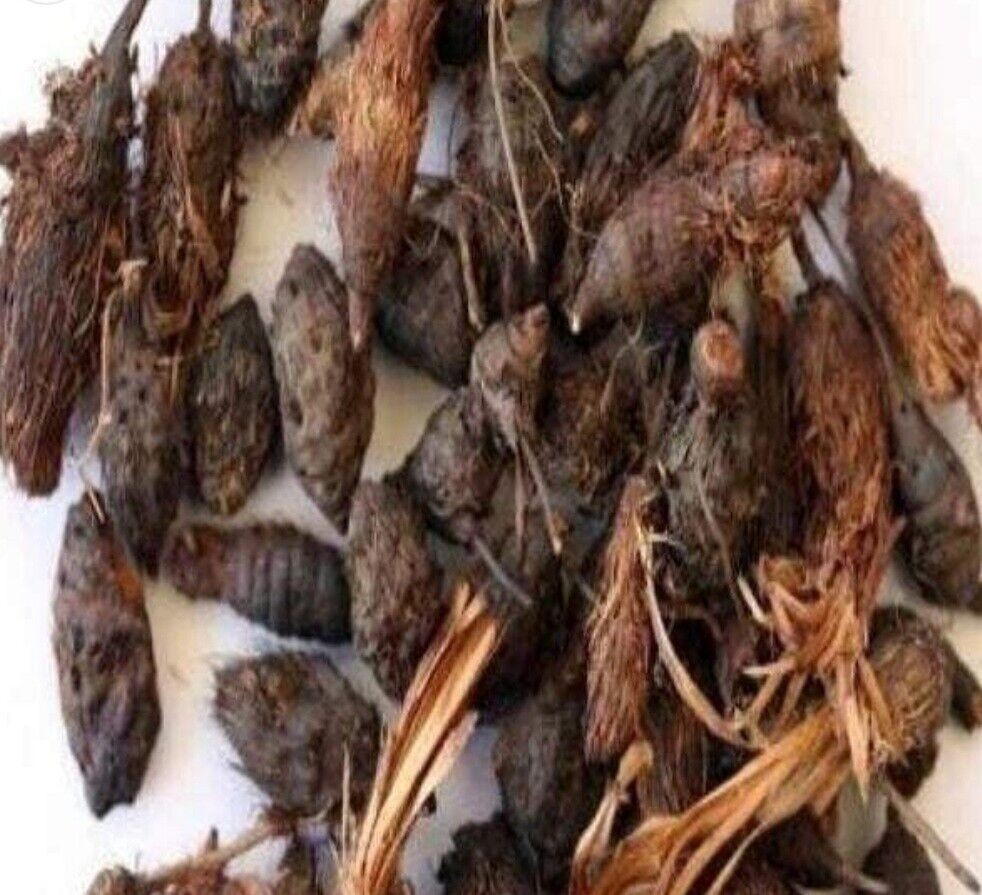 Pure Nagarmotha Roots, Nutsedge Grass, Nagarmotha Jadd Herbs jadi buti