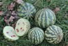 Citron Red Seeded Watermelon 10 - 50 - 200 Seeds 8-12 Month Shelf LIFE! Heirloom gallery