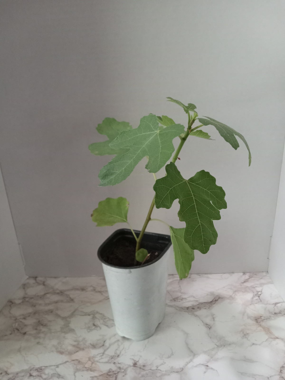 Fig Tree. Brown Turkey Fig . 1 well Rooted Live Plant. Free Shipping! gallery