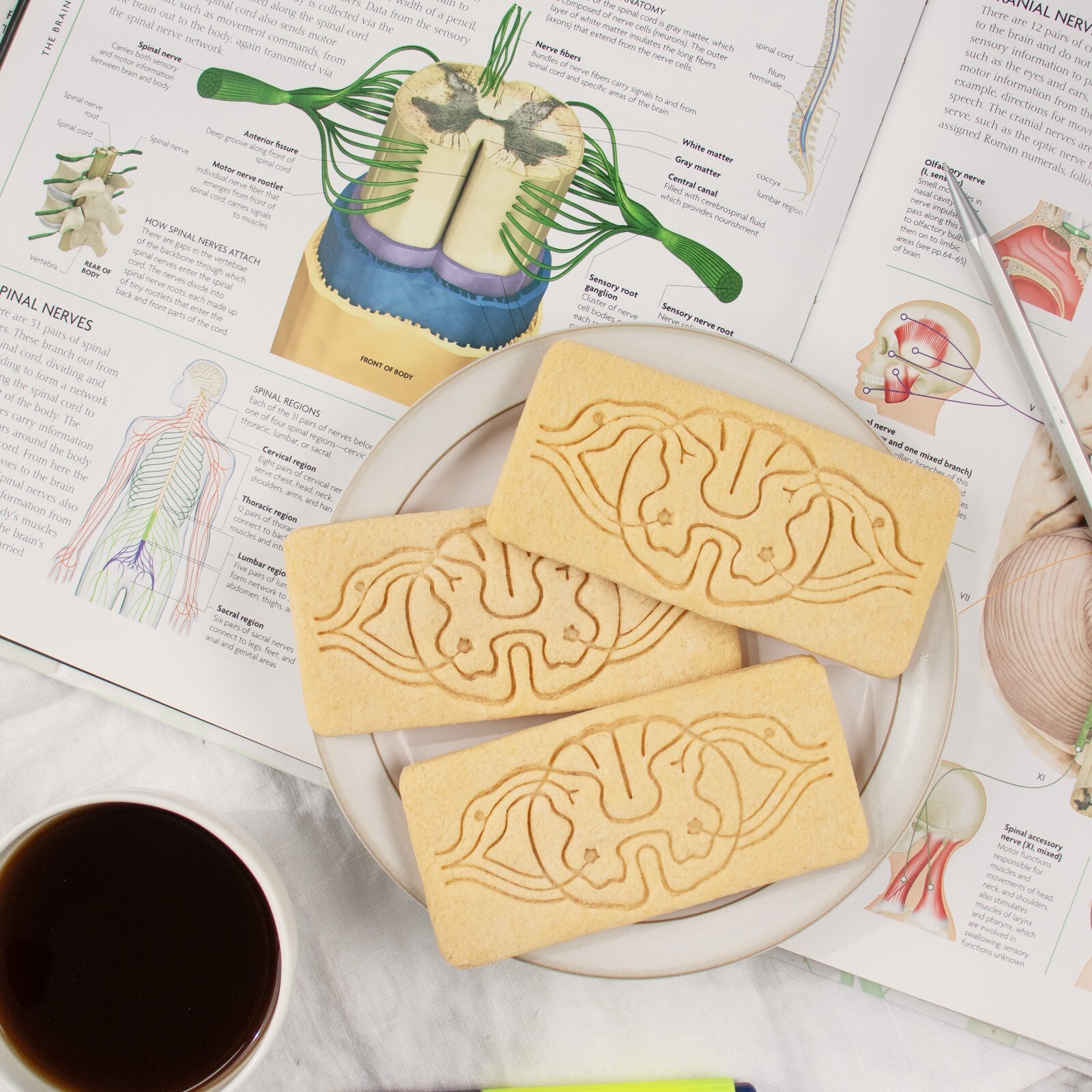 Spinal Neuro Path Cookie Cutter - biology science medicine neuroscience CNS phd gallery