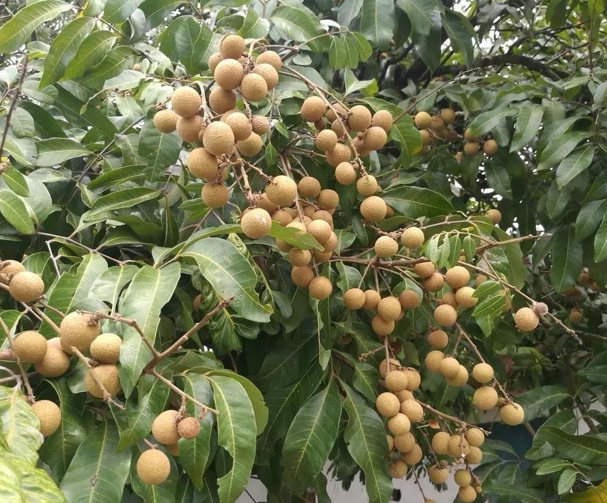 Longan Tree Dimocarpus Dragon Eye 8” With Pot Tropical Fruit Live Plant gallery