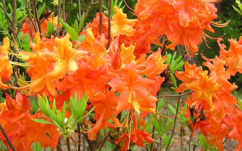FRONTIER GOLD~Aromi Azalea Rhododendron Hybrid~Well Rooted Plant~MAY BE DORMANT! gallery