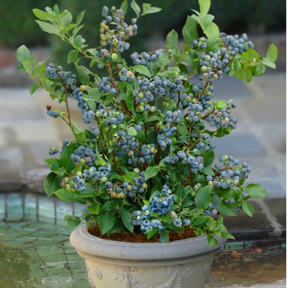 Sunshine Blue "Semi-Dwarf" Blueberry - Live Plant - ( 1 QT ) gallery