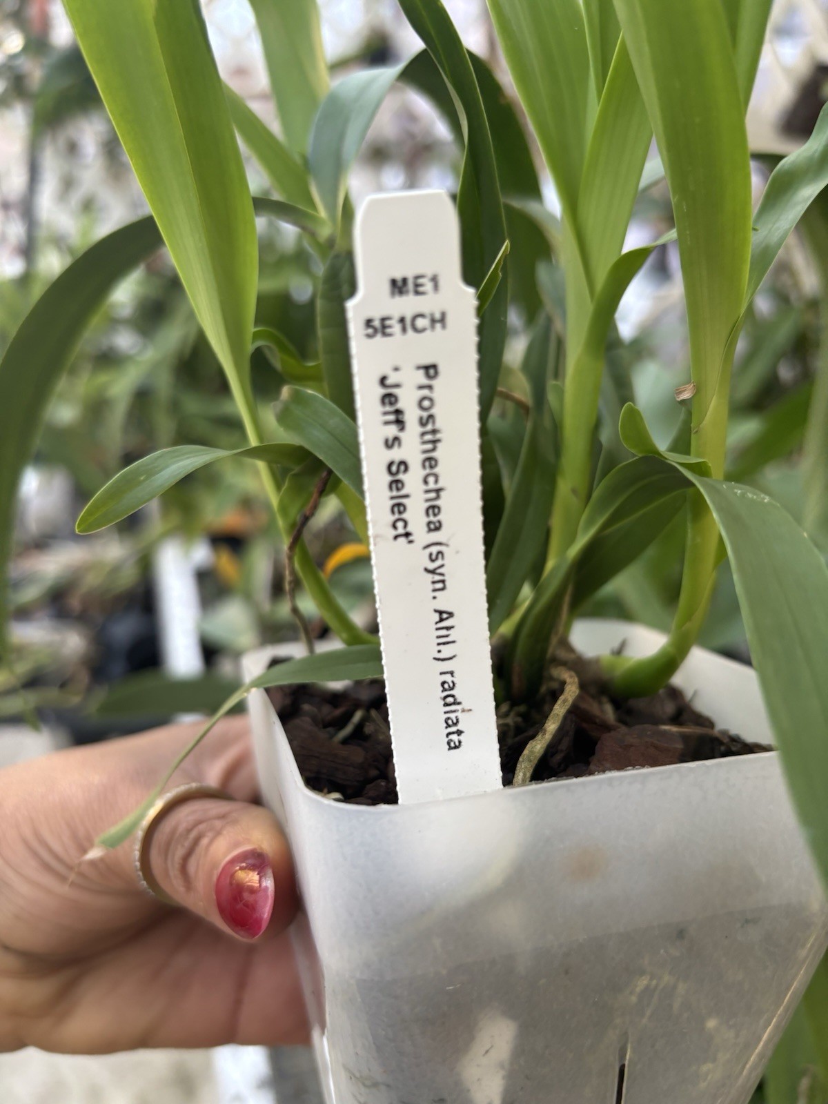 Prosthechea radiata Orchid Live Potted Plant, Flowering, Medium Sun gallery