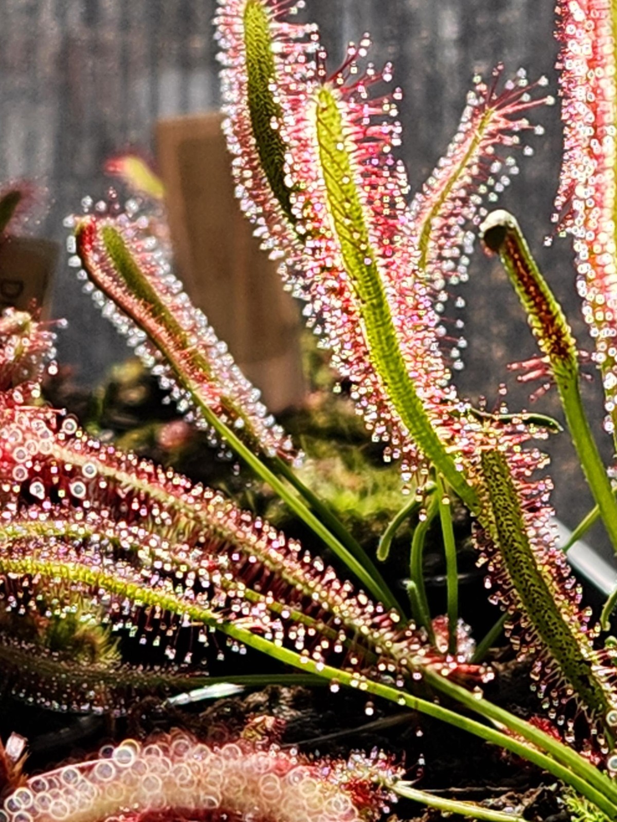SUNDEW 4 Pack- (LIVE CARNIVOROUS PLANT)- Drosera Capensis gallery