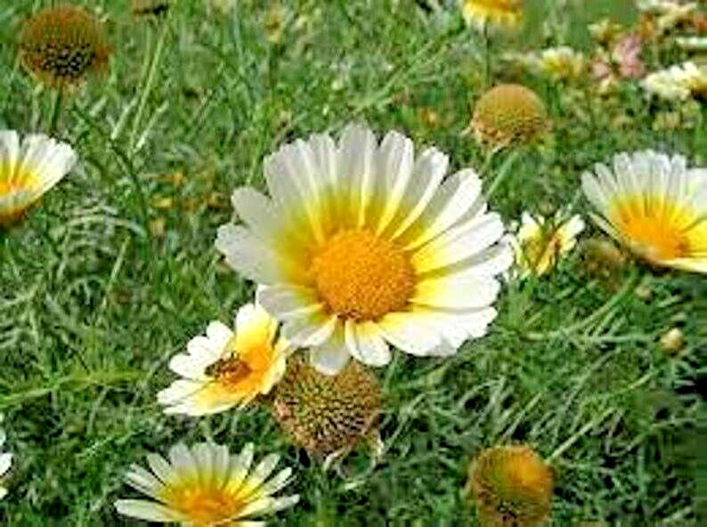 150 GARLAND CROWN DAISY SEEDS | 2026 FREE SHIPPING NON GMO HEIRLOOM gallery