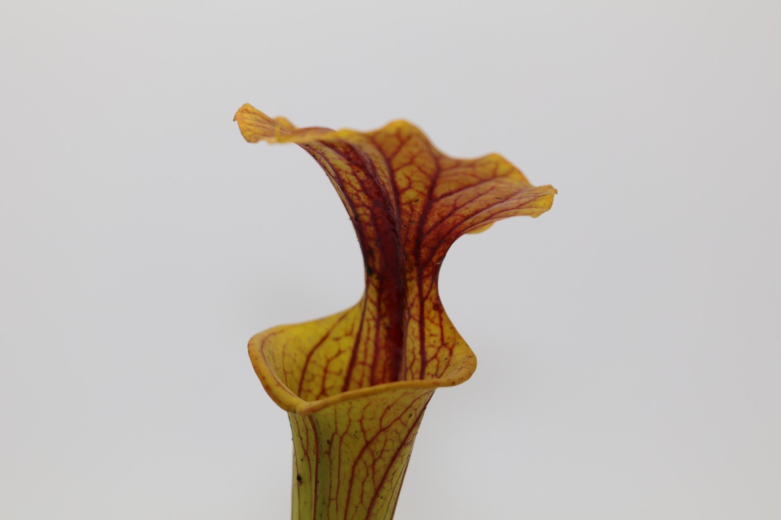 Sarracenia - Flava Var Cuprea (ICPS Seeds) gallery