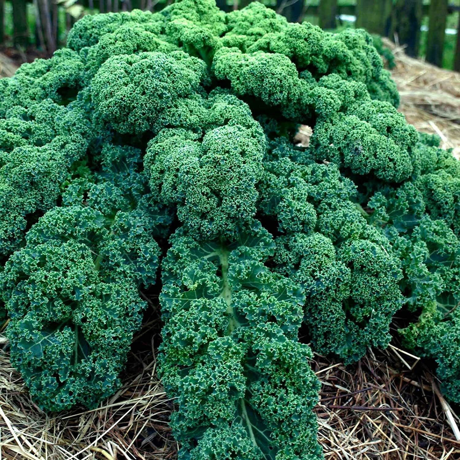 NON-GMO DWARF BLUE CURLED SCOTCH KALE siberian kale EZ TO GROW for sprouts TOO! gallery