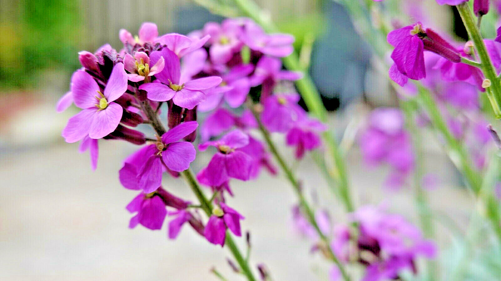 3000 Evening Scented (Night) Stock Matthiola Flower Seeds BULK, Lilac-Pink Mix gallery