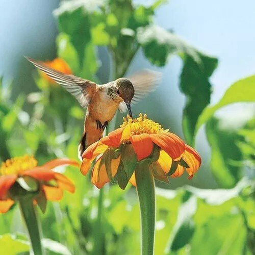 100+ MEXICAN TORCH SUNFLOWER SEEDS - Bees Butterflies Hummingbirds ------- FRESH gallery