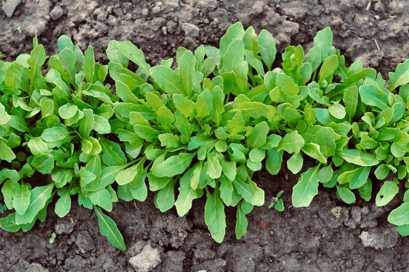2000 ROQUETTE ARUGULA Rocket / Rucola / Rugula Eruca Vegetable Herb Seeds gallery