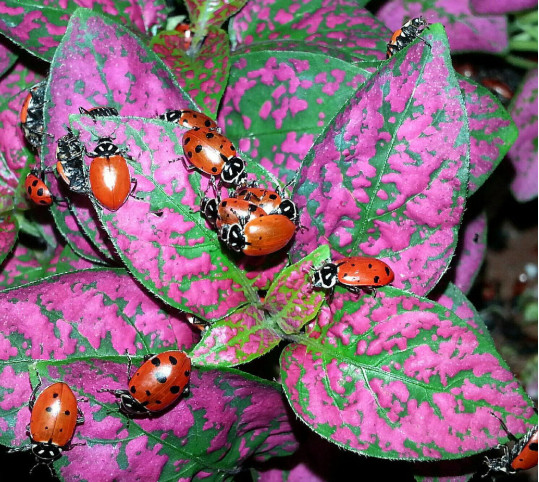 4500 Live Ladybugs + Hirt's Nature Nectar-Guaranteed Live Delivery- FreeShipping gallery