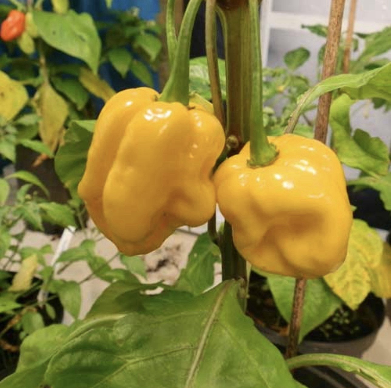 Popular!! Trinidad Moruga Scorpion!! Healthy!! Ready To Ship!! gallery